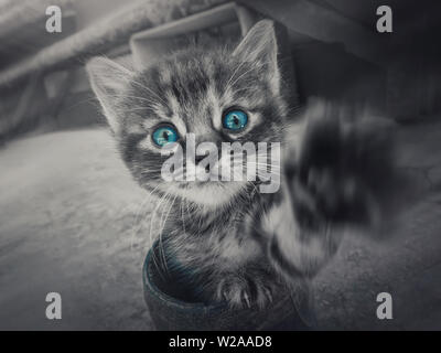 Close up black and white portrait of a cute little striped kitten with the pow outstretched to camera looking curious with the blue eyes selective col Stock Photo