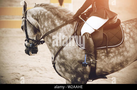 Gray spotted horse with a rider in the saddle turns on the yellow barrier, participating in the route in jumping competitions. Stock Photo