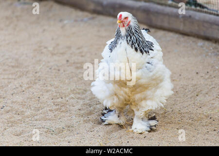 Bushy rooster brahma walks through the sandy courtyard on a sunny warm summer day. Concept of exotic breeds of chickens on the farm subsidiary. Stock Photo