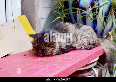 Sleeping cat Stock Photo