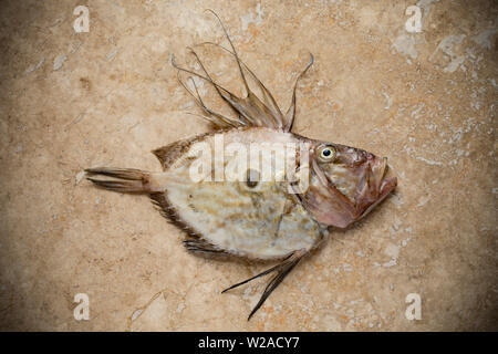 A John Dory, Zeus Faber, that was caught in the English Channel. The John Dory is also known as St Peter’s fish, and the dark mark on its sides is sai Stock Photo