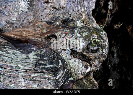 Cypress tree bark wood with colors and textures in twists and curves. Stock Photo
