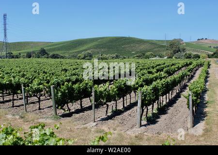 Vineyards, Los Carneros AVA, Napa, California Stock Photo