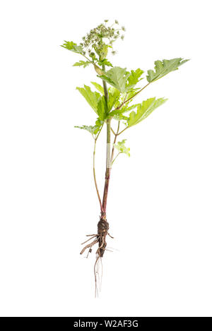 Dangerous toxic plant Giant Hogweed. Also known as Heracleum or Cow Parsnip. Isolated on white background with clipping path Stock Photo