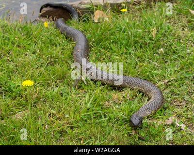 Tasmanian tiger snake Stock Photo