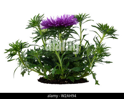 Side view of lilac Chinese Aster plant, isolated on a white bkackground. Stock Photo