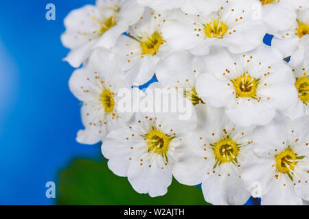 Ornamental white Vanhoutte spirea flowers in detail. Spiraea vanhouttei. May bush. Romantic closeup of a flowering spring shrub on blue sky background. Stock Photo