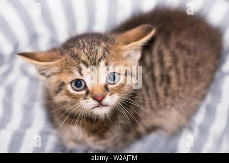 Timid sad tabby kitty. Melancholy face detail. Young domestic cat. Felis silvestris catus. Cute tiny kitten lying on white-purple striped animal bed. Stock Photo