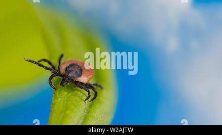 Deer tick detail. Dangerous mite crawling on grass blade. Ixodes ricinus. Acari. Lurking infectious parasite. Natural green leaf. Blue sky background. Stock Photo