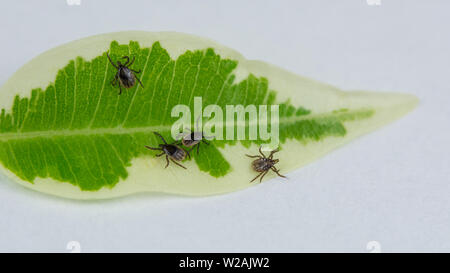 Group of crawling deer ticks on green leaf, white background. Ixodes ricinus. Infectious parasitic mites. Dangerous insects in detail. Lyme disease. Stock Photo