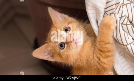 Cute ginger tabby kitty. Domestic cat 8 weeks old. Felis silvestris catus. Lovely little curious pet face detail. Playing kitten with paw on bedspread. Stock Photo