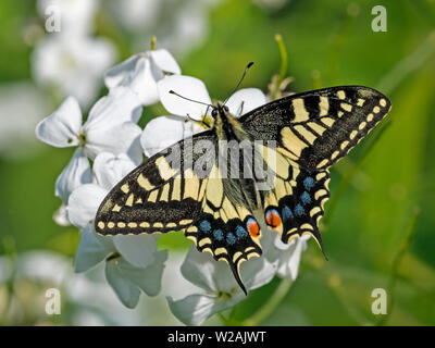 Swallowtail butterfly (Papilio machaon), East Norfolk, England, UK Stock Photo