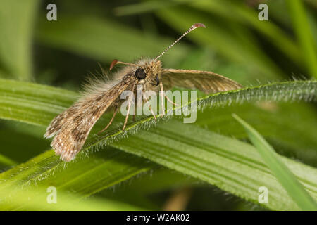 Dingy Skipper (Erynnis tages). Dorset, England Stock Photo