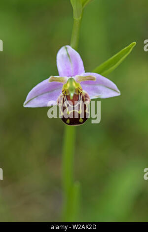 Flower of Bee Orchid (Ophrys apifera), Cambridgeshire, UK Stock Photo