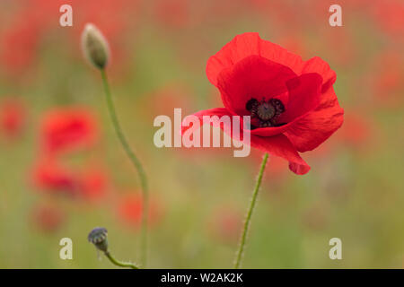 Flower of wild poppy (Papaver rhoeas) with out of focus flowers in background, Cambridgeshire Stock Photo
