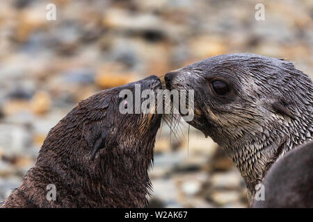 two juvenile Antarctic fur seals greet each other they sniff each other almost touching noses and brush whiskers. one is blind Stromness south georgia