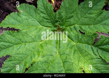 The surface of the leaf of Gunnera tinctoria outside in a garden, close-up to show detail Stock Photo