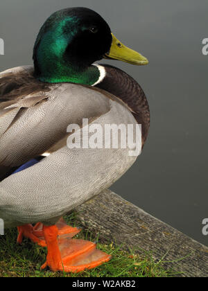 Closeup of one Male (Drake) Mallard Duck (Anas platyrhynchos) with bright orange webbed feet in England, UK Stock Photo
