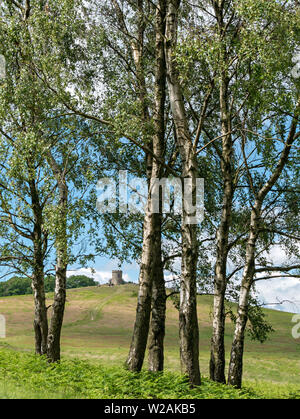 Glimpse view between silver birch trees (Betula Pendula) of Old John Tower in Bradgate Park in summer, Leicestershire, England, UK Stock Photo