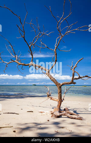 Driftwood tree in beach borneo malaysia landscape Stock Photo
