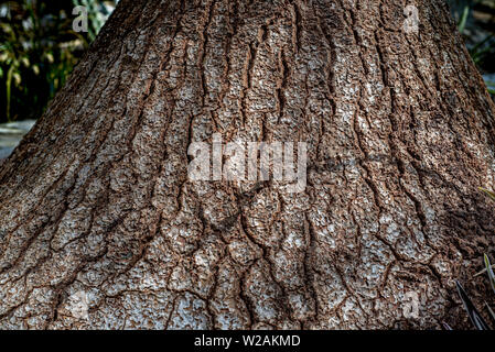 Beaucarnea recurvata;  elephants foot tree bark - texture or background copyspace Stock Photo