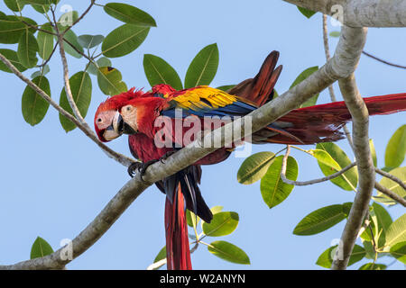 Couple of Scarlet Macaw (Ara macao) perched on the tree branch, Quepos, Costa Rica Stock Photo