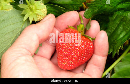 A white caucasian female hand holding a ripe red strawberry in her fingers in a strawberry patch, surrounding the hand are the green leaves of the str Stock Photo