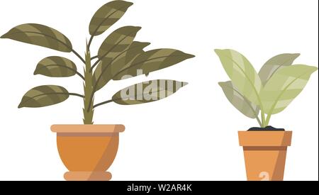 Potted plants isolated on white. Vector set of two green tropical plant in pot illustration for interior and cartoon props Stock Vector