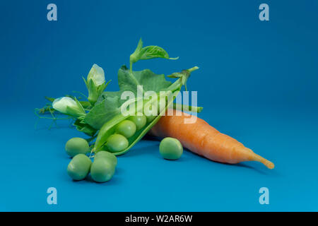 Fresh harvest green pea pods carrot and peas on blue background in a close up view Stock Photo