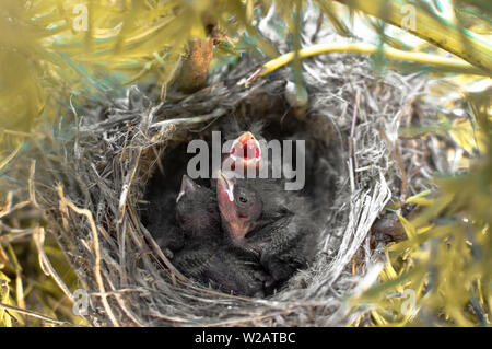 Sparrow chicks in the nest with beak open looking for food. Three little beautiful baby birds (Passer domesticus) developing the plumage. Stock Photo