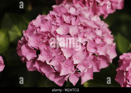 Beautiful Hydrangea flowers blooming in the summer Stock Photo