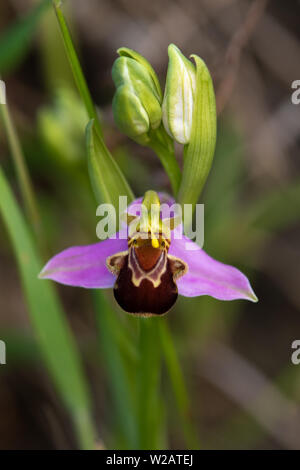 Bee Orchid (Ophrys apifera) flower Stock Photo