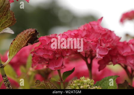 Beautiful Hydrangea flowers blooming in the summer Stock Photo