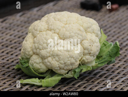 Close up of Ripe White cauliflower vegetables bundles on wooden table background Stock Photo