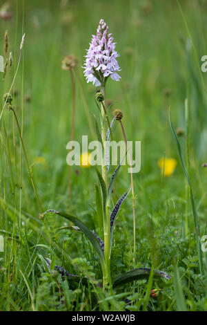 Heath Spotted Orchid (Dactylorhiza maculata) flower Stock Photo