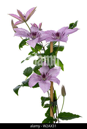 Climbing lilac / pink blooming Clematis Hagley Hybrid flowers on branch with leafs. Isolated on white background. Stock Photo