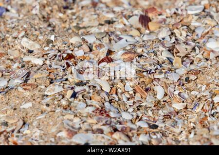 Seashells on the beach close up Stock Photo