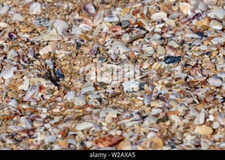 Seashells on the beach close up Stock Photo