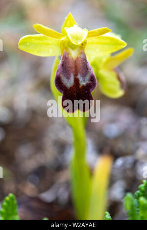 Dingy Bee Orchid (Ophrys fusca) flower Stock Photo