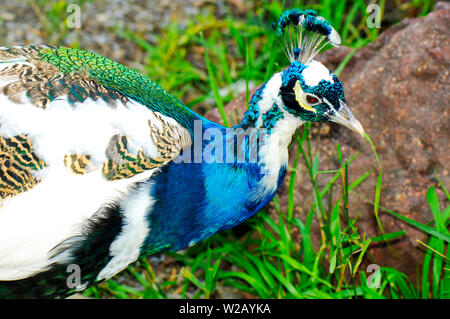 Indian Blue Pied Male Peacock peafowl closeup in natural setting. Stock Photo