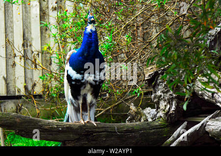 Indian Blue Pied Male Peacock peafowl closeup in natural setting. Stock Photo