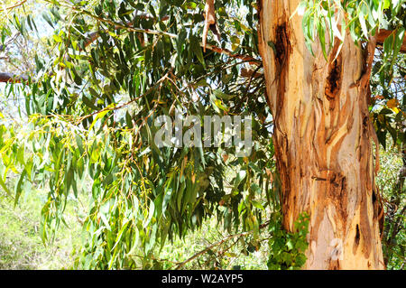 Australian native eucaplytus gum tree framing natural bush setting on summer day in Belair, South Australia. Stock Photo