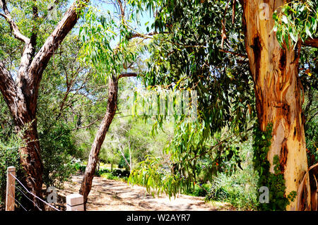 Australian native eucalyptus gum tree framing natural bush setting and walking trail on summer day in Belair, South Australia. Stock Photo