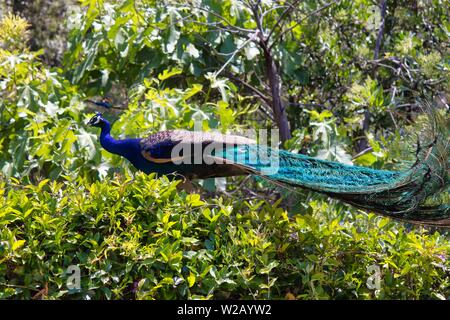 Peacock in a tree Stock Photo