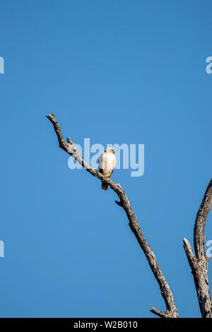 Hawk on a dead tree branch Stock Photo