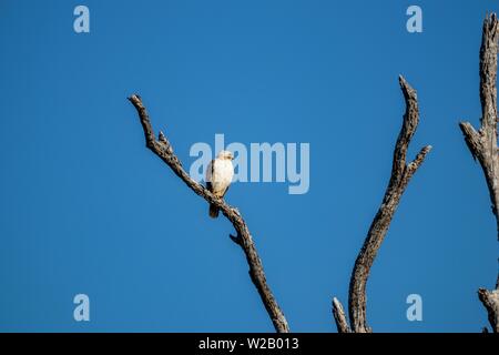 Hawk on a dead tree branch Stock Photo
