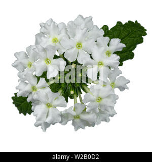 Top view of white single Verbena flower head. Isolated on white background. Stock Photo
