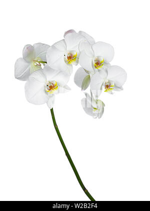 Side view of white Phalaenopsis Orchids flowers on curved branch. Isolated on a white background. Stock Photo