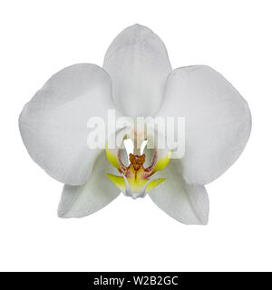 Top  view of single white Phalaenopsis Orchid flower. Isolated on a white background. Stock Photo