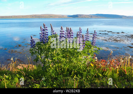 Wild lupins flowering beside a fjord near Drangsnes in the Westfjords of Iceland Stock Photo